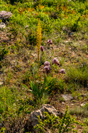 Al-Arz;Iris;Iris-Cedreti;Kaleidos;Kaleidos-images;Lebanon;Middle-East;Near-East;Proche-Orient;Tarek-Charara;Flowers;Endemic;Endangered-species;Endemic-species;Critically-endangered;Critically-endangered-species